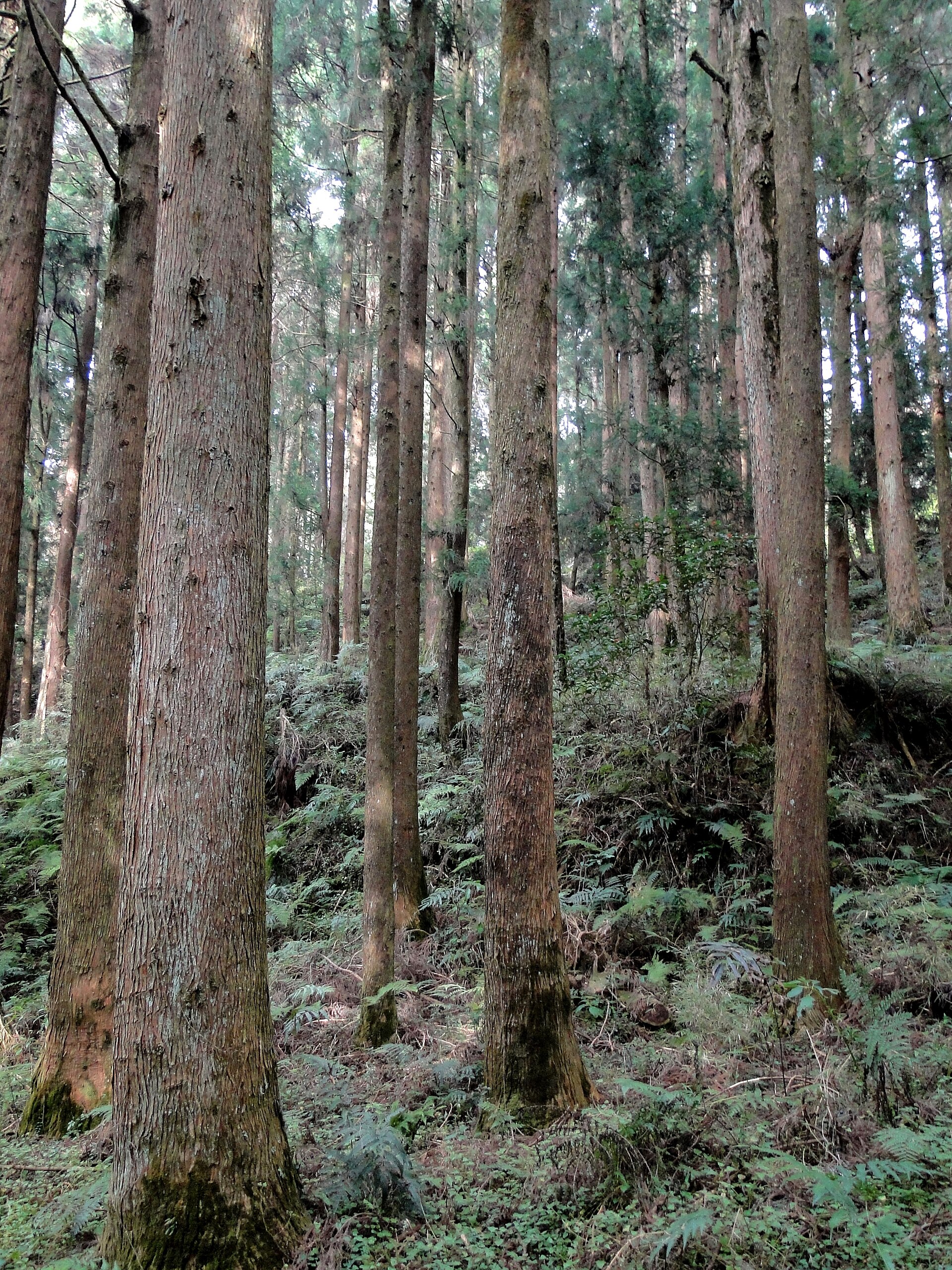 Red cypress forest at Alishan