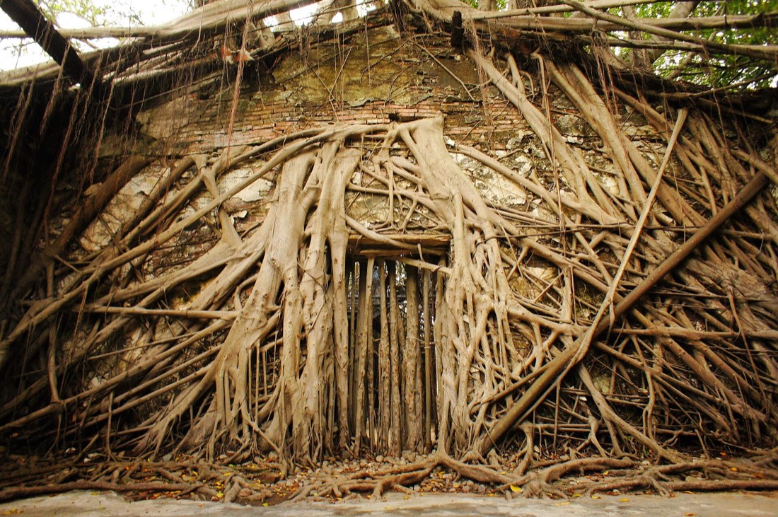 Banyan roots wrapping Anping Tree House